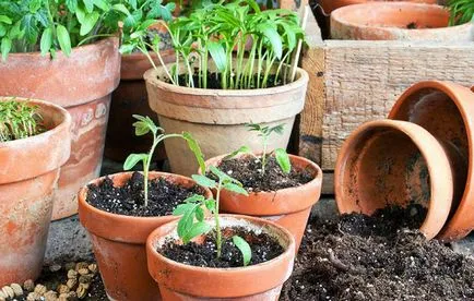 Apa mai mult de răsaduri de tomate să crească roșii puternice