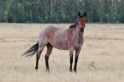 Roan lovak színes leírása, fényképek