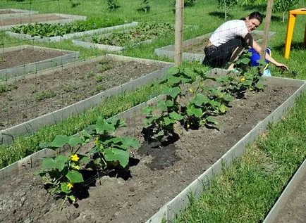 A takarmány uborka júniusban és hogyan kell csinálni