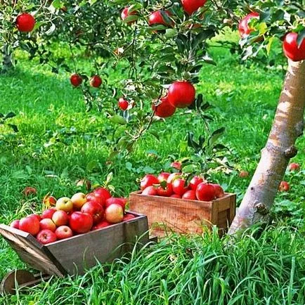 Cum de a fertiliza pomi fructiferi în vară, îngrășământul