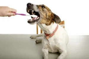 Какво става, ако кучето има счупени зъби съвети и трикове