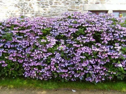 Strânsa gard de plasa cu ochiuri - exemple foto