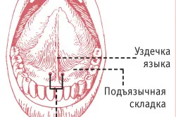 Vérzés a nyelvet, és hogyan kell megállítani