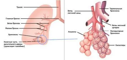 Ce este alveolă