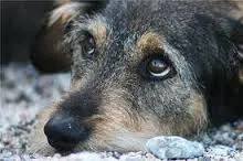 Distemper în câine - simptome ale bolii si de tratament, animalele mele de companie