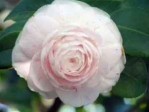 Flower Camellia - de îngrijire la domiciliu, fotografii și specii de Camellia, Camellia acasă - reproducere și