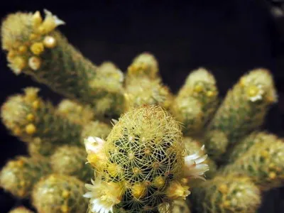 Blooming cactus descriere Mammillaria a tipurilor și îngrijire - flori Enciclopedia