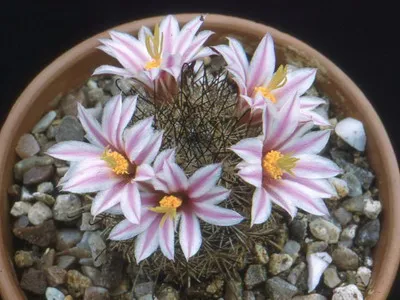 Blooming cactus descriere Mammillaria a tipurilor și îngrijire - flori Enciclopedia