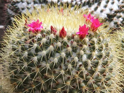 Blooming cactus descriere Mammillaria a tipurilor și îngrijire - flori Enciclopedia