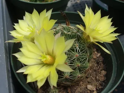 Blooming cactus descriere Mammillaria a tipurilor și îngrijire - flori Enciclopedia