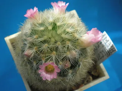 Blooming cactus descriere Mammillaria a tipurilor și îngrijire - flori Enciclopedia