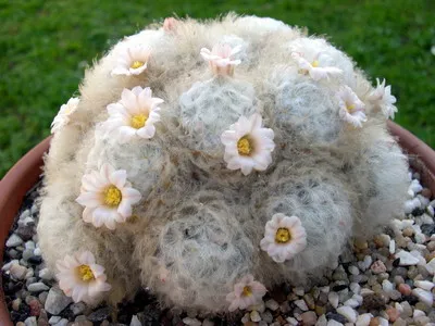 Blooming cactus descriere Mammillaria a tipurilor și îngrijire - flori Enciclopedia