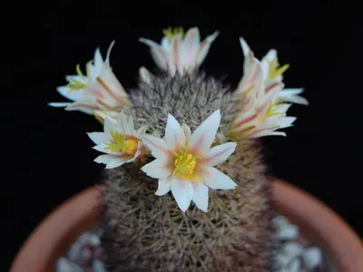 Blooming cactus descriere Mammillaria a tipurilor și îngrijire - flori Enciclopedia