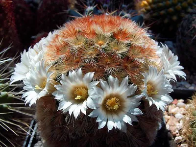 Blooming cactus descriere Mammillaria a tipurilor și îngrijire - flori Enciclopedia