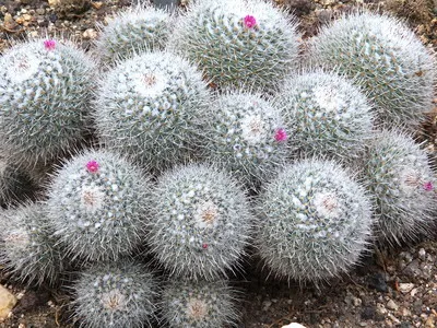 Blooming cactus descriere Mammillaria a tipurilor și îngrijire - flori Enciclopedia