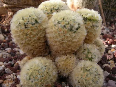 Blooming cactus descriere Mammillaria a tipurilor și îngrijire - flori Enciclopedia