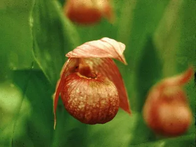 Lady specii de papuc de flori din fotografie - reale, macranthon, reperate