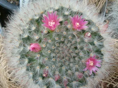 Blooming cactus descriere Mammillaria a tipurilor și îngrijire - flori Enciclopedia