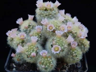 Blooming cactus descriere Mammillaria a tipurilor și îngrijire - flori Enciclopedia