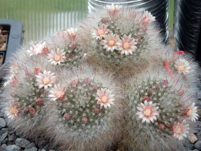 Blooming cactus descriere Mammillaria a tipurilor și îngrijire - flori Enciclopedia