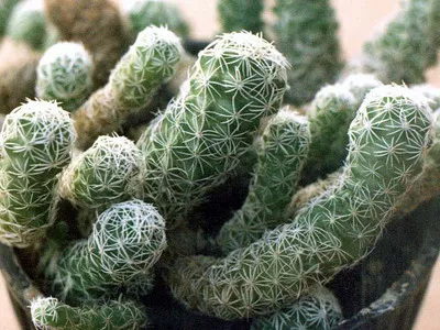 Blooming cactus descriere Mammillaria a tipurilor și îngrijire - flori Enciclopedia