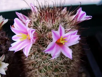 Blooming cactus descriere Mammillaria a tipurilor și îngrijire - flori Enciclopedia