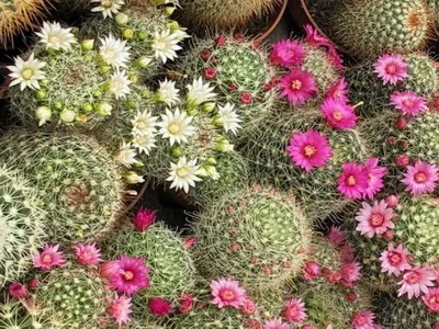 Blooming cactus descriere Mammillaria a tipurilor și îngrijire - flori Enciclopedia