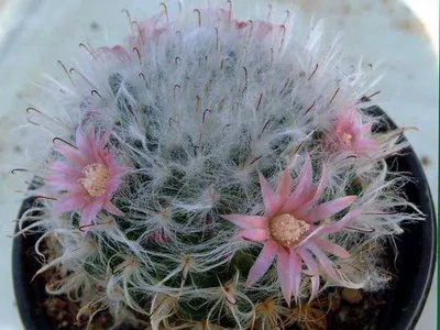 Blooming cactus descriere Mammillaria a tipurilor și îngrijire - flori Enciclopedia