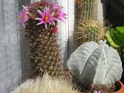 Blooming cactus descriere Mammillaria a tipurilor și îngrijire - flori Enciclopedia