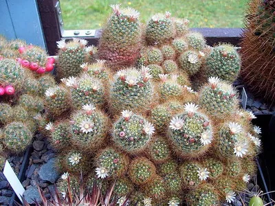 Blooming cactus descriere Mammillaria a tipurilor și îngrijire - flori Enciclopedia