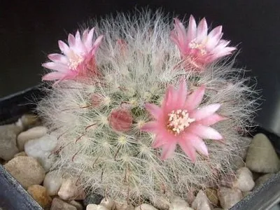 Blooming cactus descriere Mammillaria a tipurilor și îngrijire - flori Enciclopedia