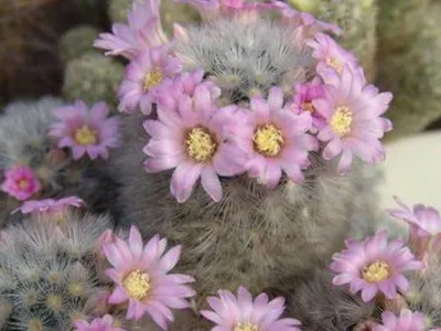 Blooming cactus descriere Mammillaria a tipurilor și îngrijire - flori Enciclopedia