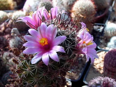 Blooming cactus descriere Mammillaria a tipurilor și îngrijire - flori Enciclopedia