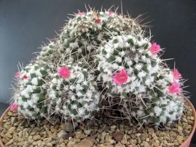 Blooming cactus descriere Mammillaria a tipurilor și îngrijire - flori Enciclopedia