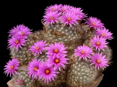 Blooming cactus descriere Mammillaria a tipurilor și îngrijire - flori Enciclopedia