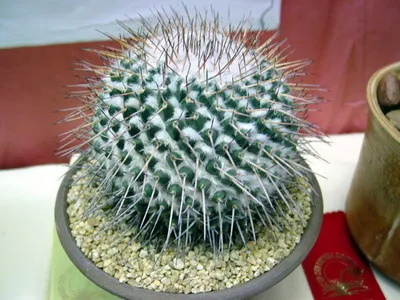 Blooming cactus descriere Mammillaria a tipurilor și îngrijire - flori Enciclopedia