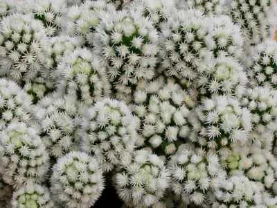 Blooming cactus descriere Mammillaria a tipurilor și îngrijire - flori Enciclopedia