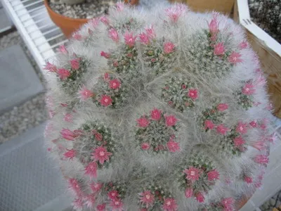 Blooming cactus descriere Mammillaria a tipurilor și îngrijire - flori Enciclopedia