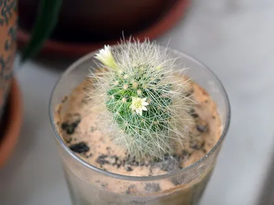 Blooming cactus descriere Mammillaria a tipurilor și îngrijire - flori Enciclopedia