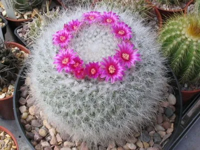 Blooming cactus descriere Mammillaria a tipurilor și îngrijire - flori Enciclopedia