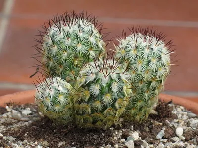 Blooming cactus descriere Mammillaria a tipurilor și îngrijire - flori Enciclopedia