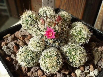 Цъфтящи кактуси Mammillaria описание на видовете и грижи - Цветя Енциклопедия