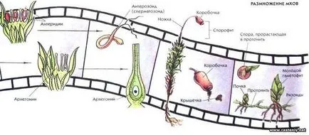 Това расте от спори на мъх