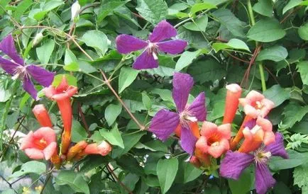 plantare de flori trompetă și de îngrijire în câmp deschis, fotografie