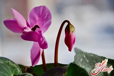 Cyclamen Îngrijire și caracteristici de cultivare