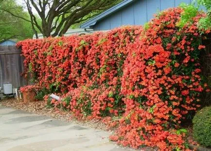 plantare de flori trompetă și de îngrijire în câmp deschis, fotografie