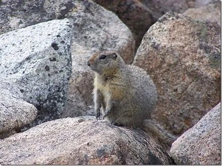 Chukotka (80 fotó)