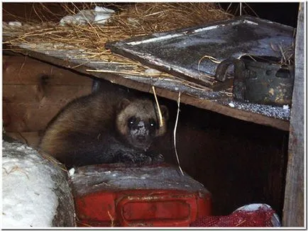 Chukotka (80 fotó)