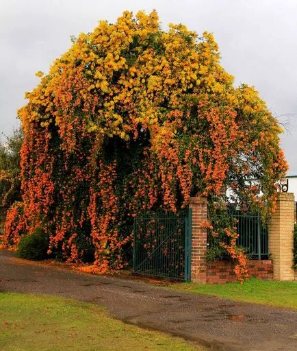 plantare de flori trompetă și de îngrijire în câmp deschis, fotografie