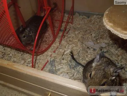 Degu - „animal amuzant, dar nu este potrivit pentru toată lumea